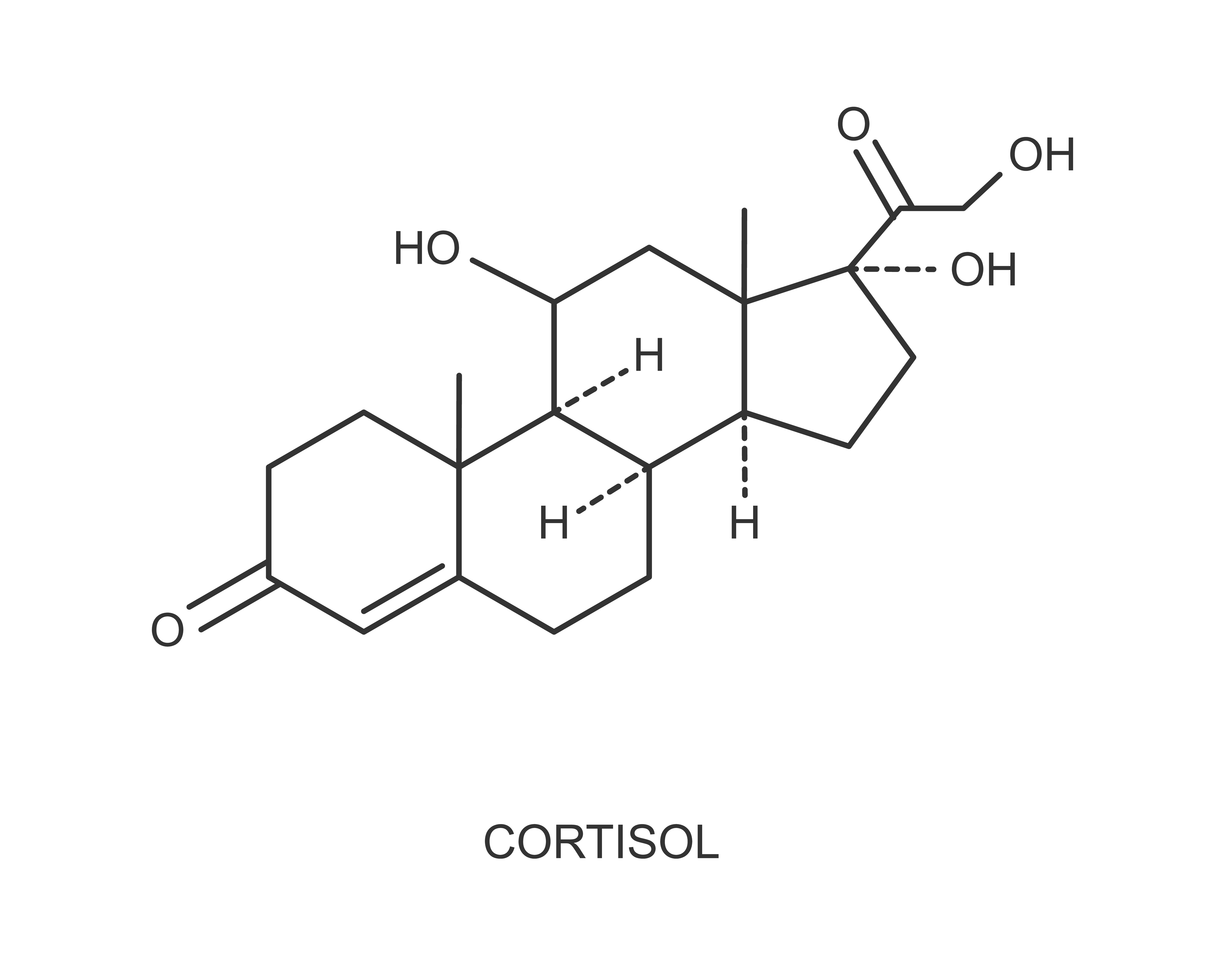 cortisol-funktion