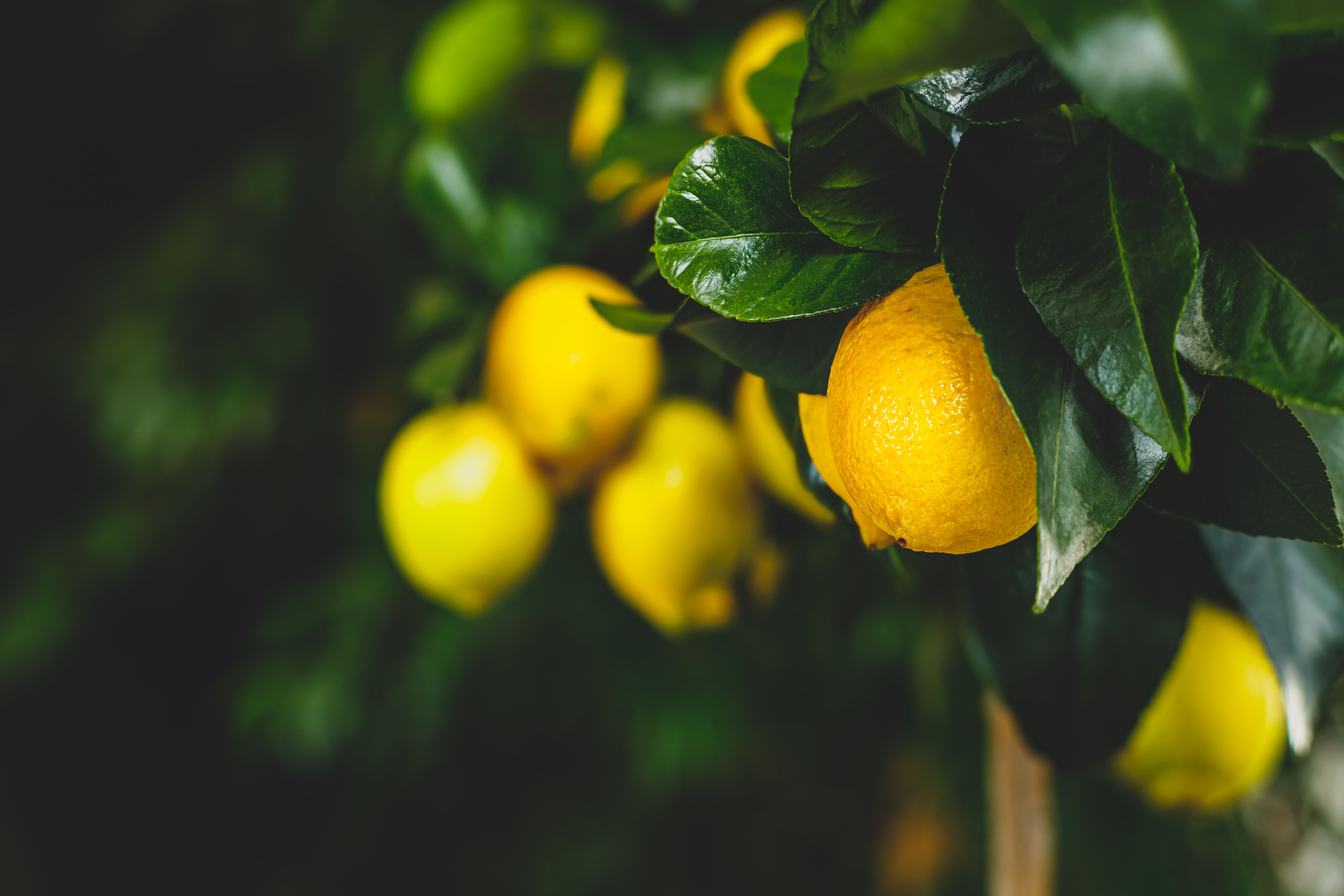 zitrone-vitamin-c