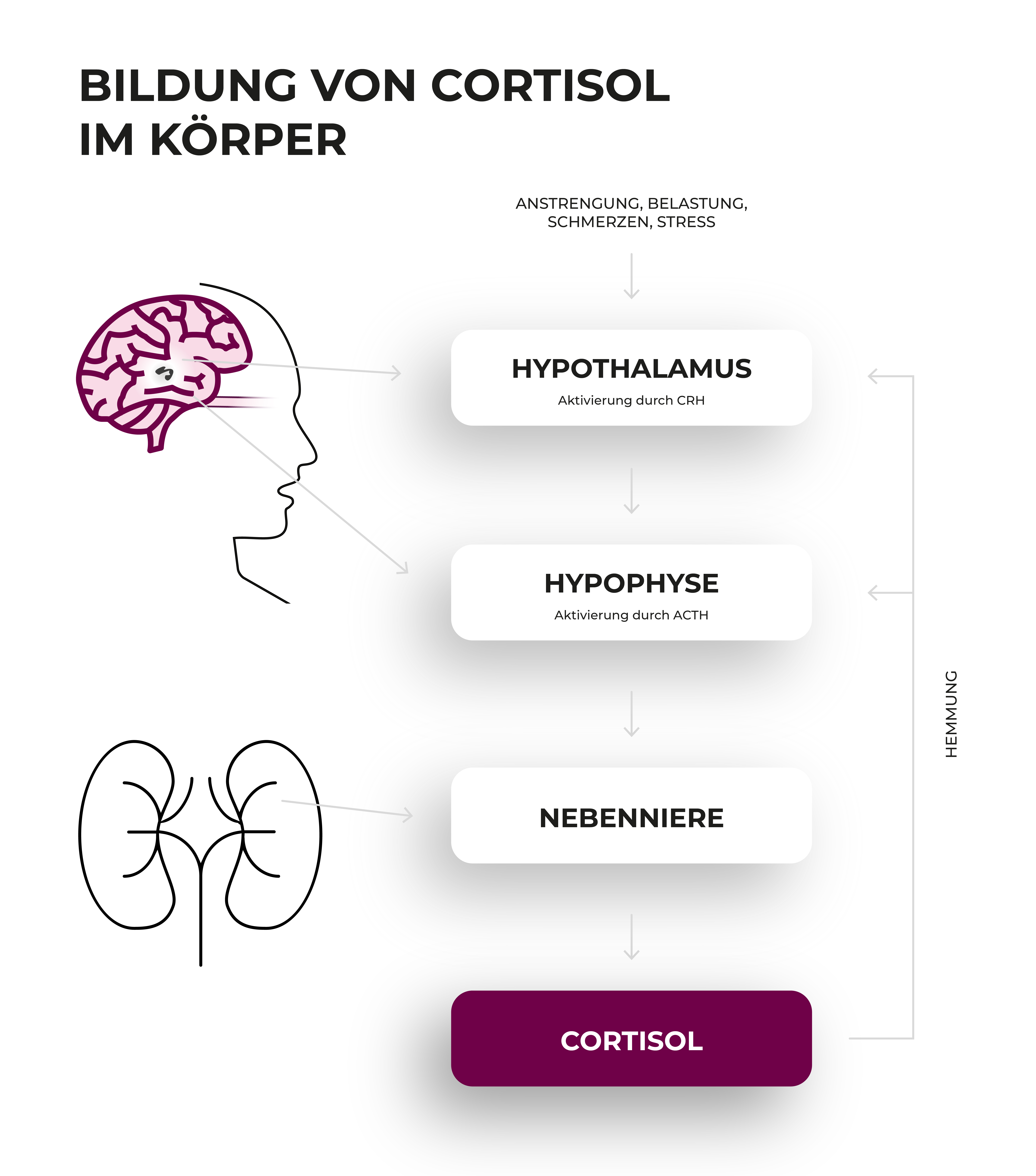 infografik-cortisol-koerper