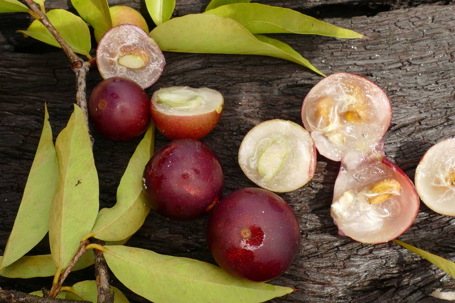 Vitamin-c-Lebensmittel-camu-camu
