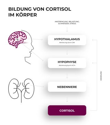 Cortisol: Wirkung | NovoDaily Ratgeber